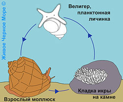 Развитие рапана