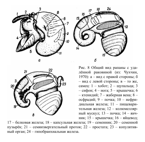 Строение рапана